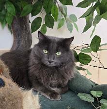 Whisper, Adoptable, Young Female Domestic Long Hair.