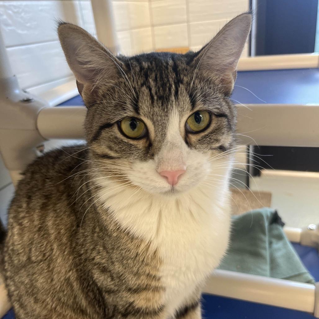 Nilla, Adoptable, Young Female Domestic Short Hair.