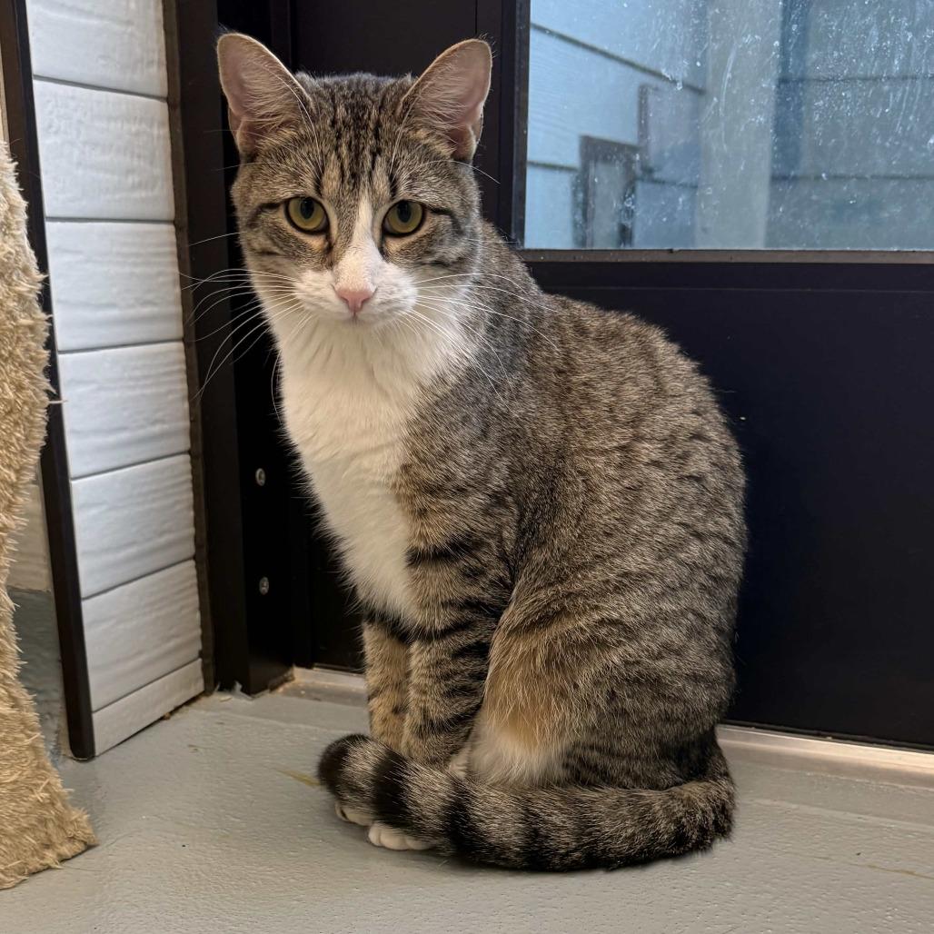 Enlarge Nilla, a Adoptable Domestic Short Hair in Beaumont, TX image 2/6