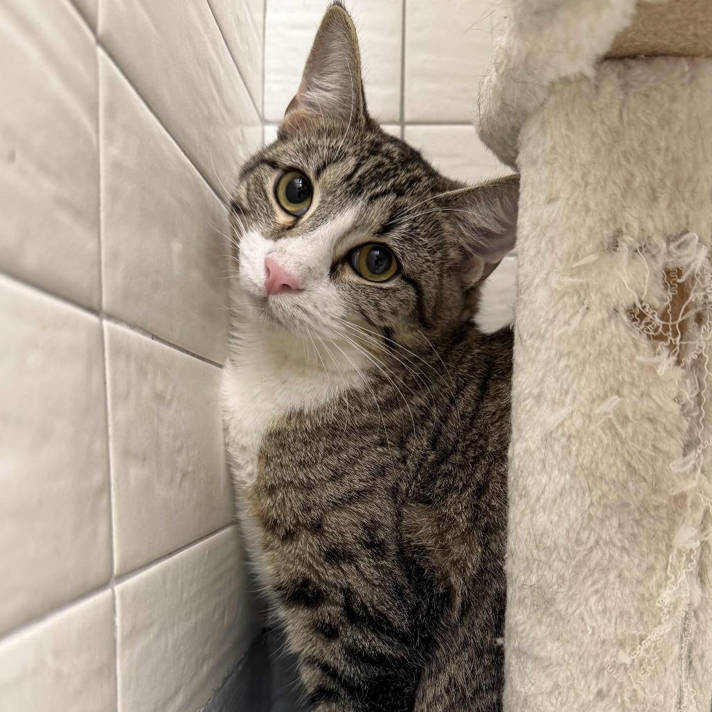 Enlarge Nilla, a Adoptable Domestic Short Hair in Beaumont, TX image 3/6