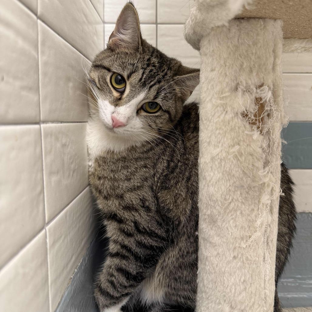 Enlarge Nilla, a Adoptable Domestic Short Hair in Beaumont, TX image 4/6