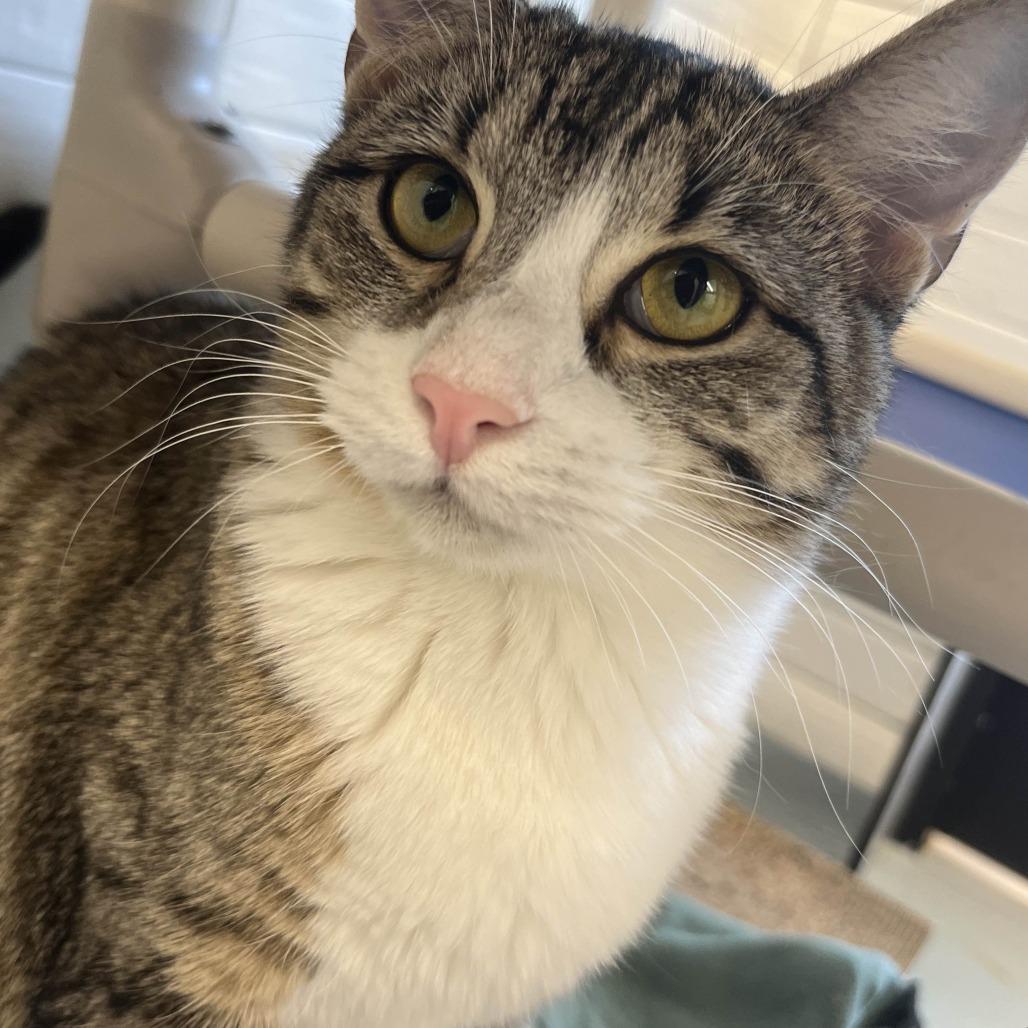 Enlarge Nilla, a Adoptable Domestic Short Hair in Beaumont, TX image 5/6