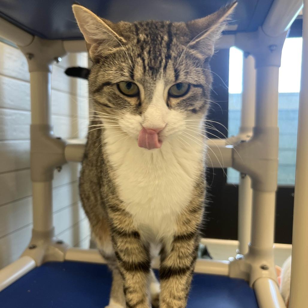 Enlarge Nilla, a Adoptable Domestic Short Hair in Beaumont, TX image 6/6