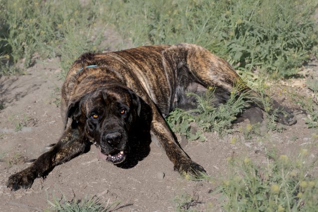 KIMMIE , a Adoptable Mastiff image 1/12