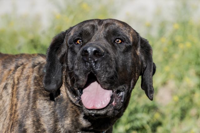 KIMMIE , a Adoptable Mastiff image 2/12