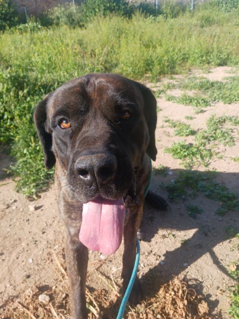 KIMMIE , a Adoptable Mastiff image 3/12