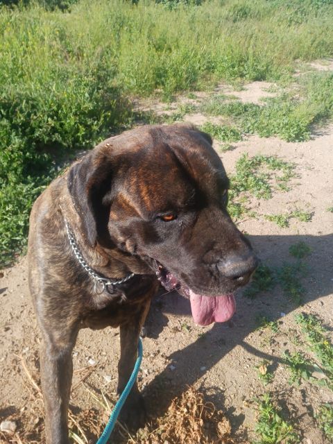 KIMMIE , a Adoptable Mastiff image 4/12