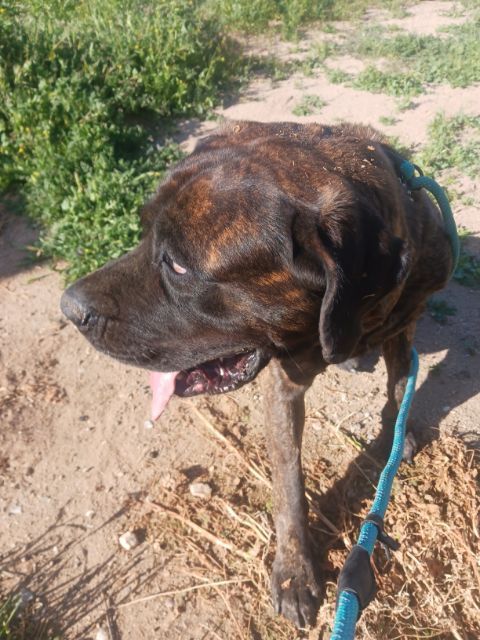 KIMMIE , a Adoptable Mastiff image 5/12