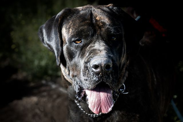 KIMMIE , a Adoptable Mastiff image 6/12