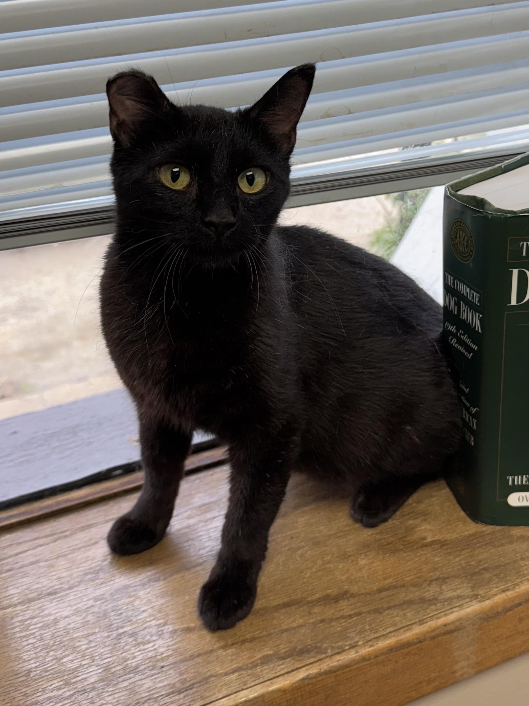 Tippy, an adoptable Domestic Short Hair in Valley Center, KS, 67147 | Photo Image 6