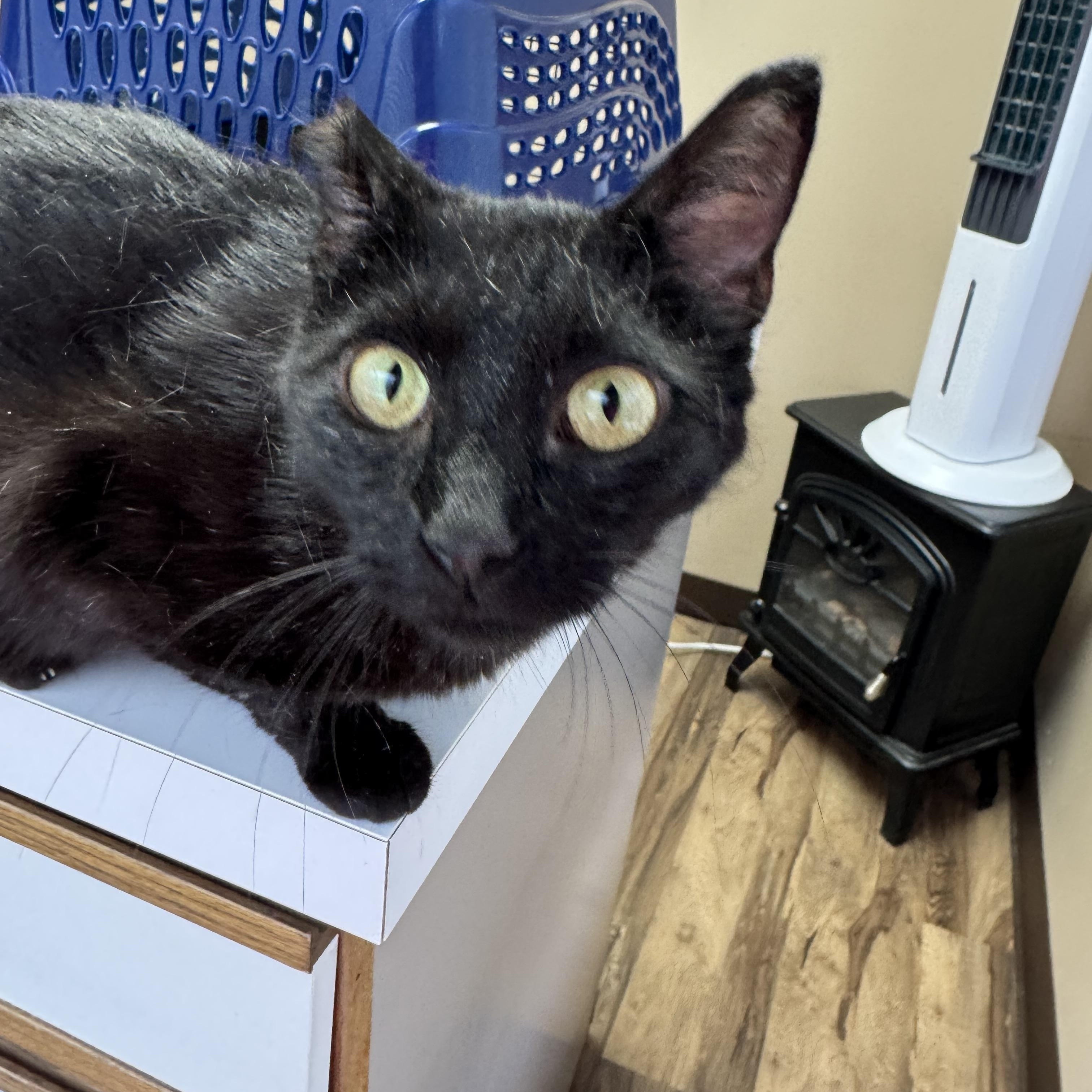 Tippy, an adoptable Domestic Short Hair in Valley Center, KS, 67147 | Photo Image 5