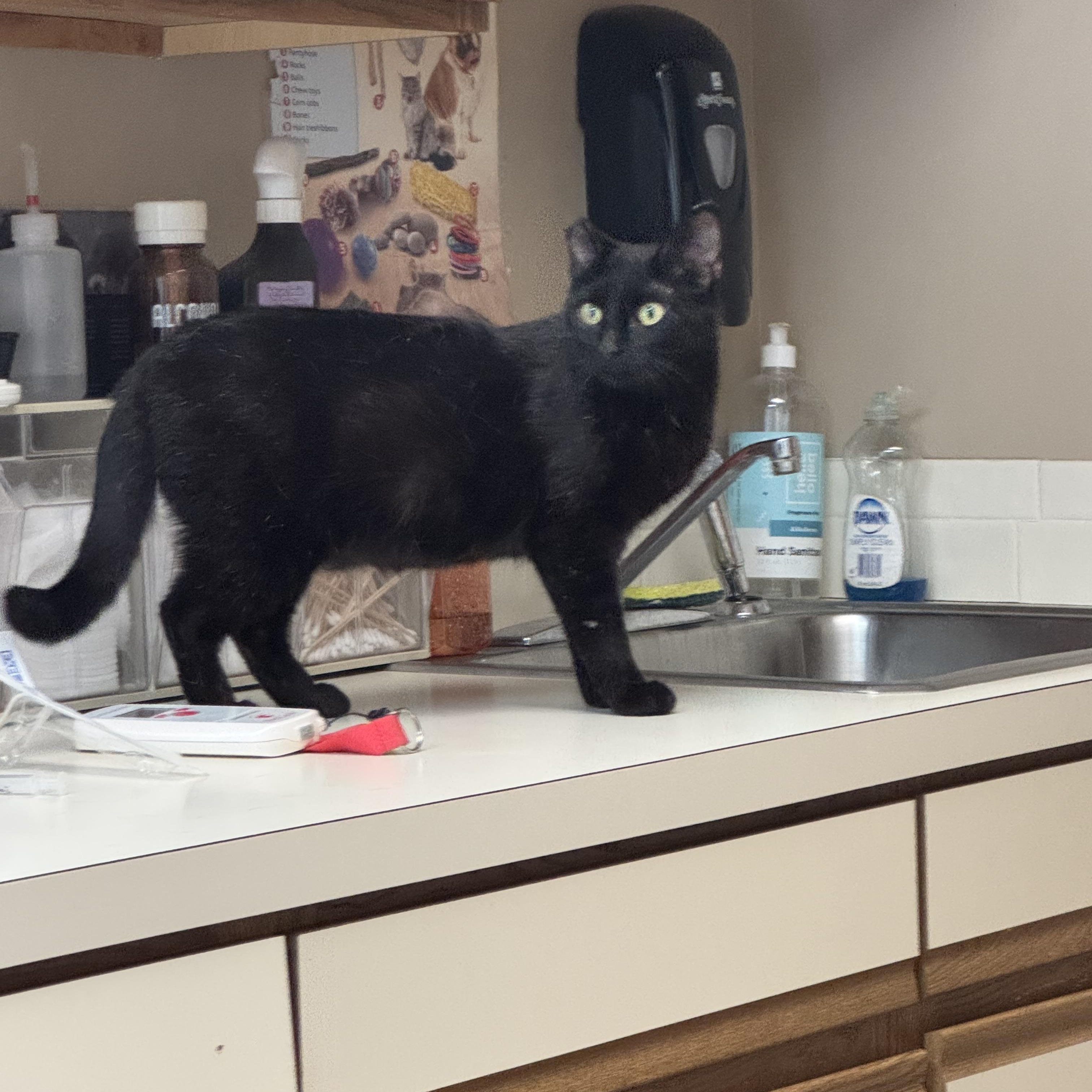 Tippy, an adoptable Domestic Short Hair in Valley Center, KS, 67147 | Photo Image 4