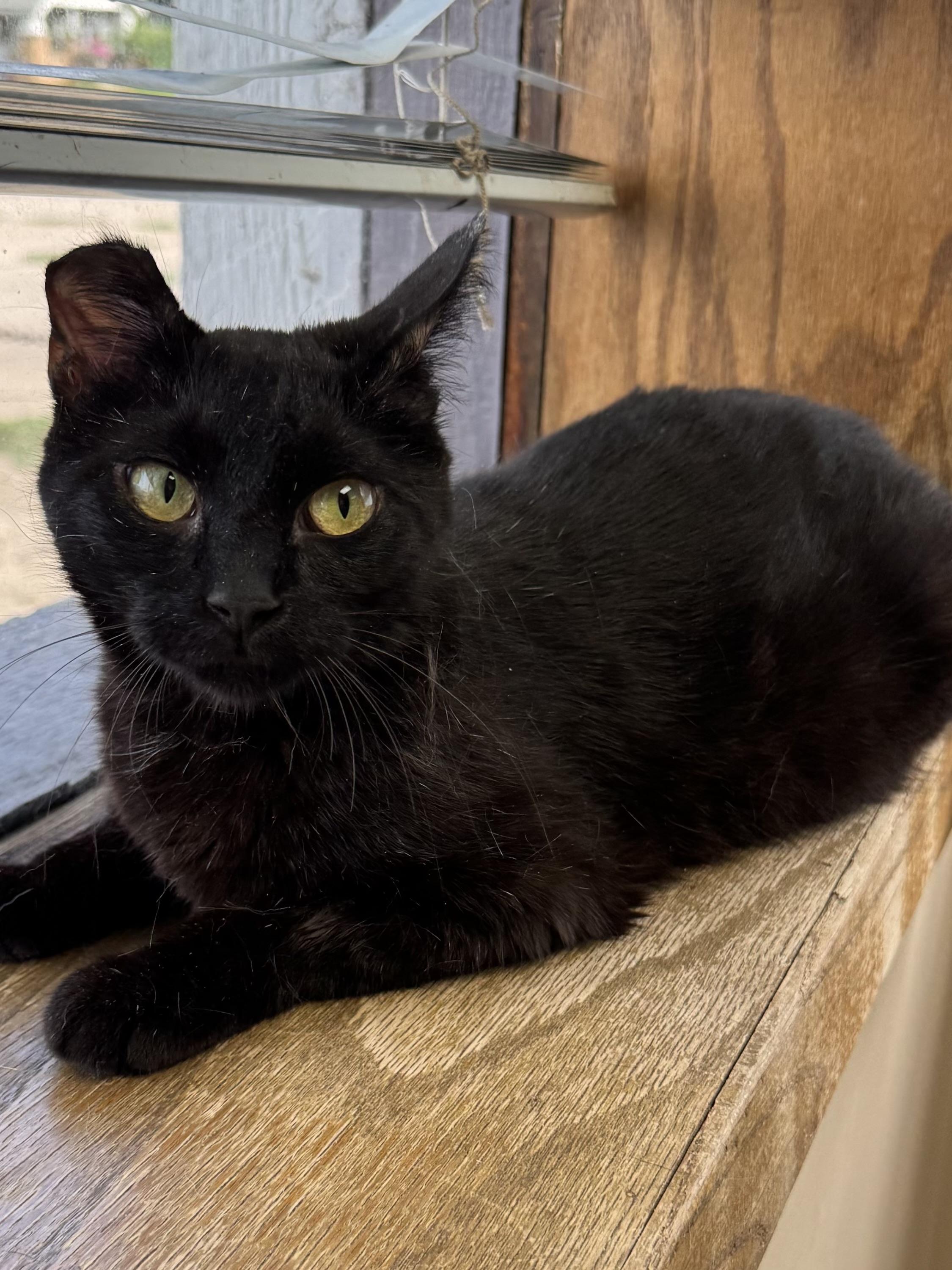 Tippy, an adoptable Domestic Short Hair in Valley Center, KS, 67147 | Photo Image 1