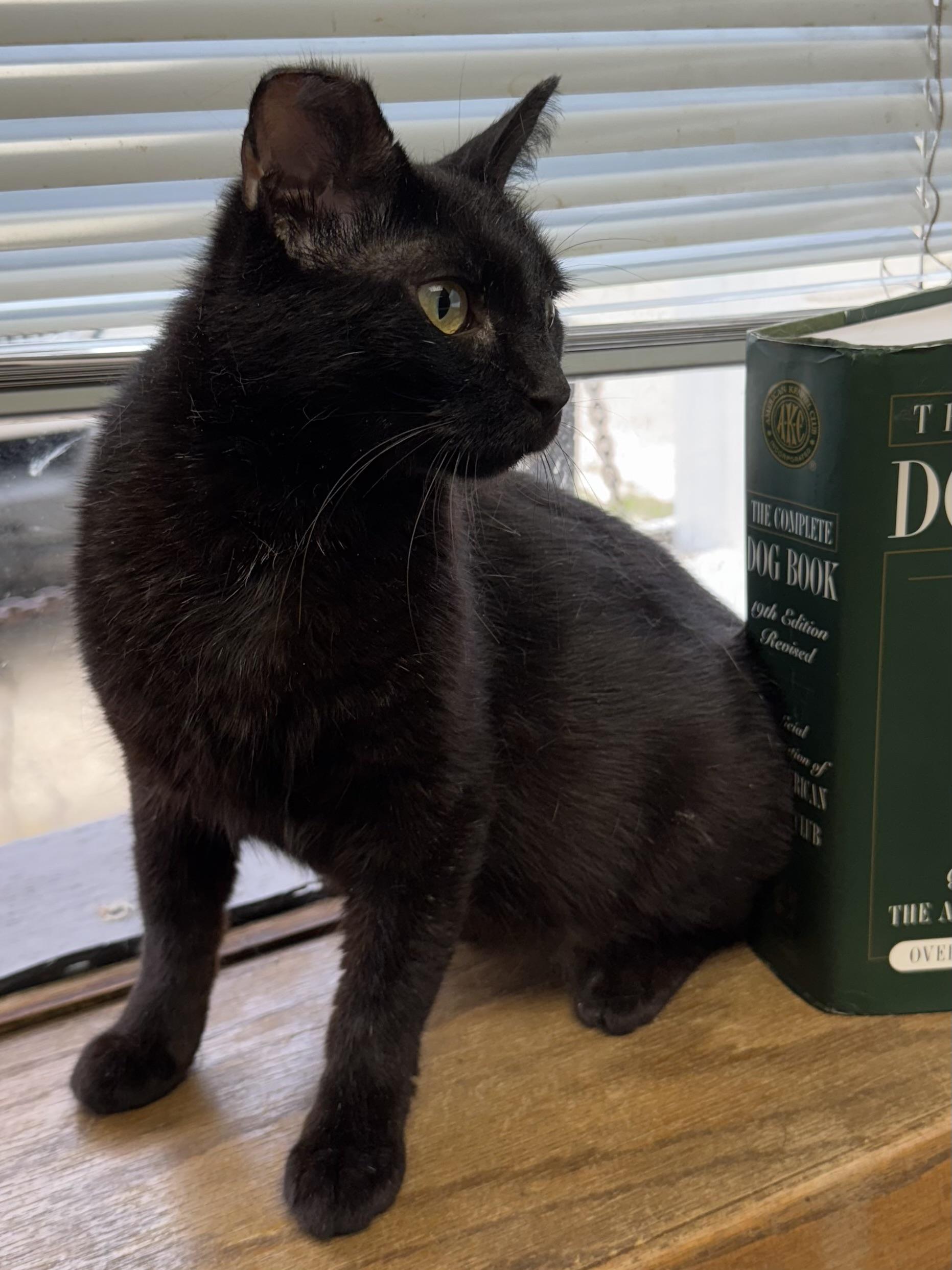 Tippy, an adoptable Domestic Short Hair in Valley Center, KS, 67147 | Photo Image 3