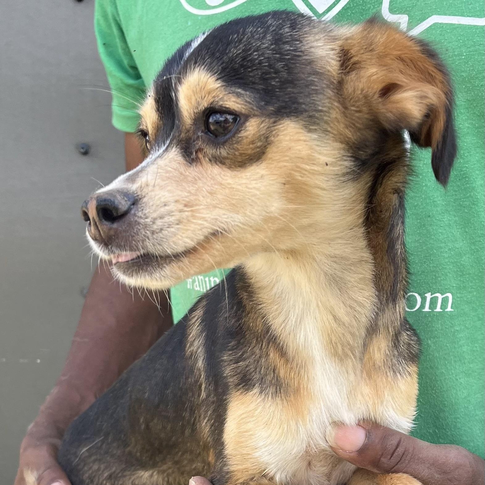 Pinto - Local Sept 26-28