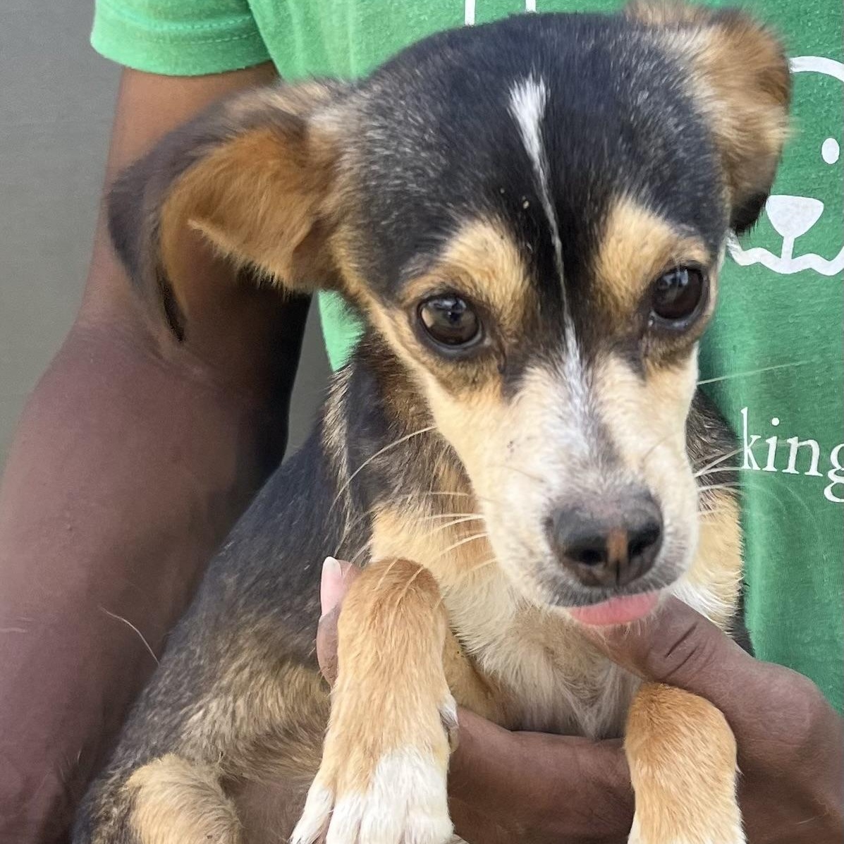 Pinto - Local Sept 26-28