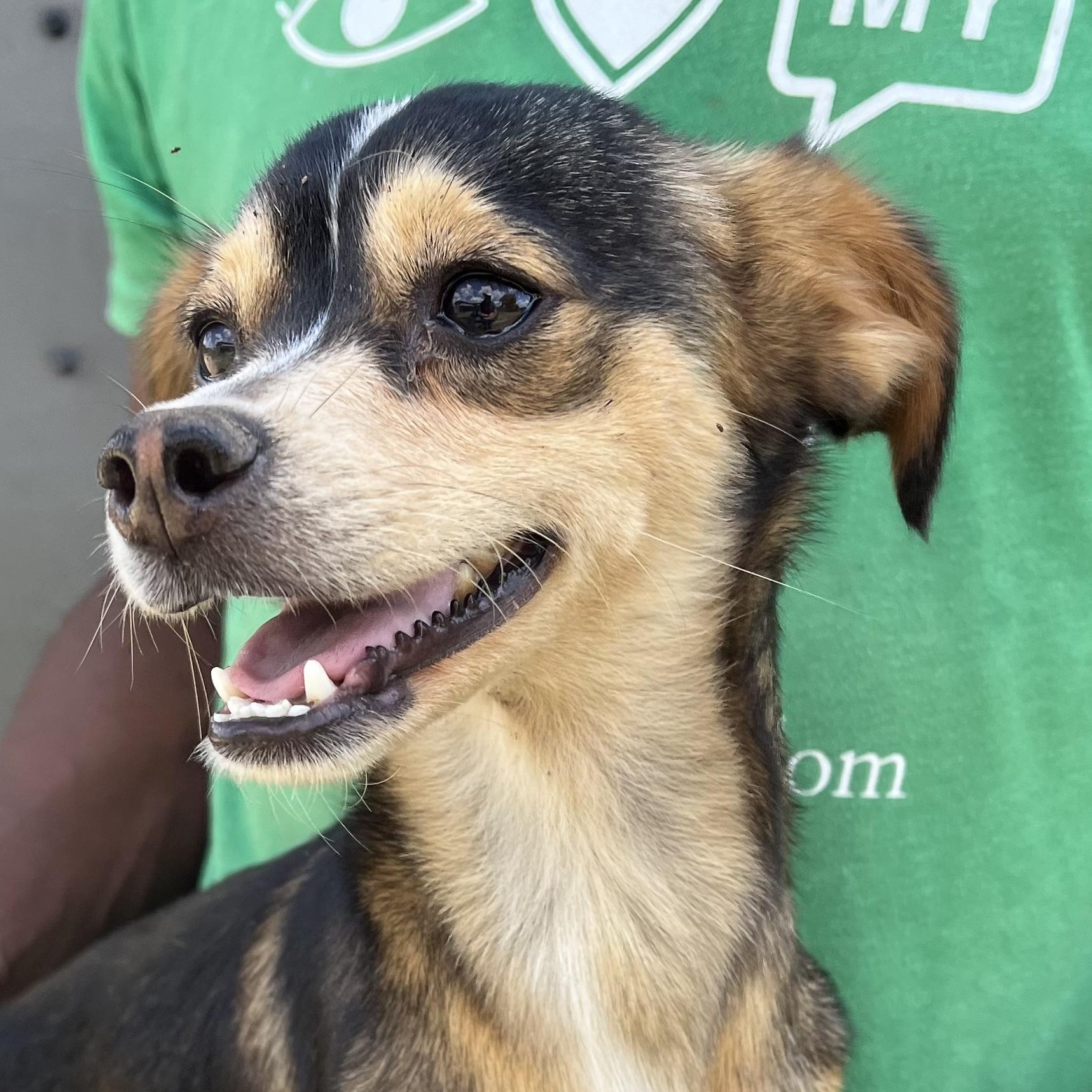 Pinto - Local Sept 26-28