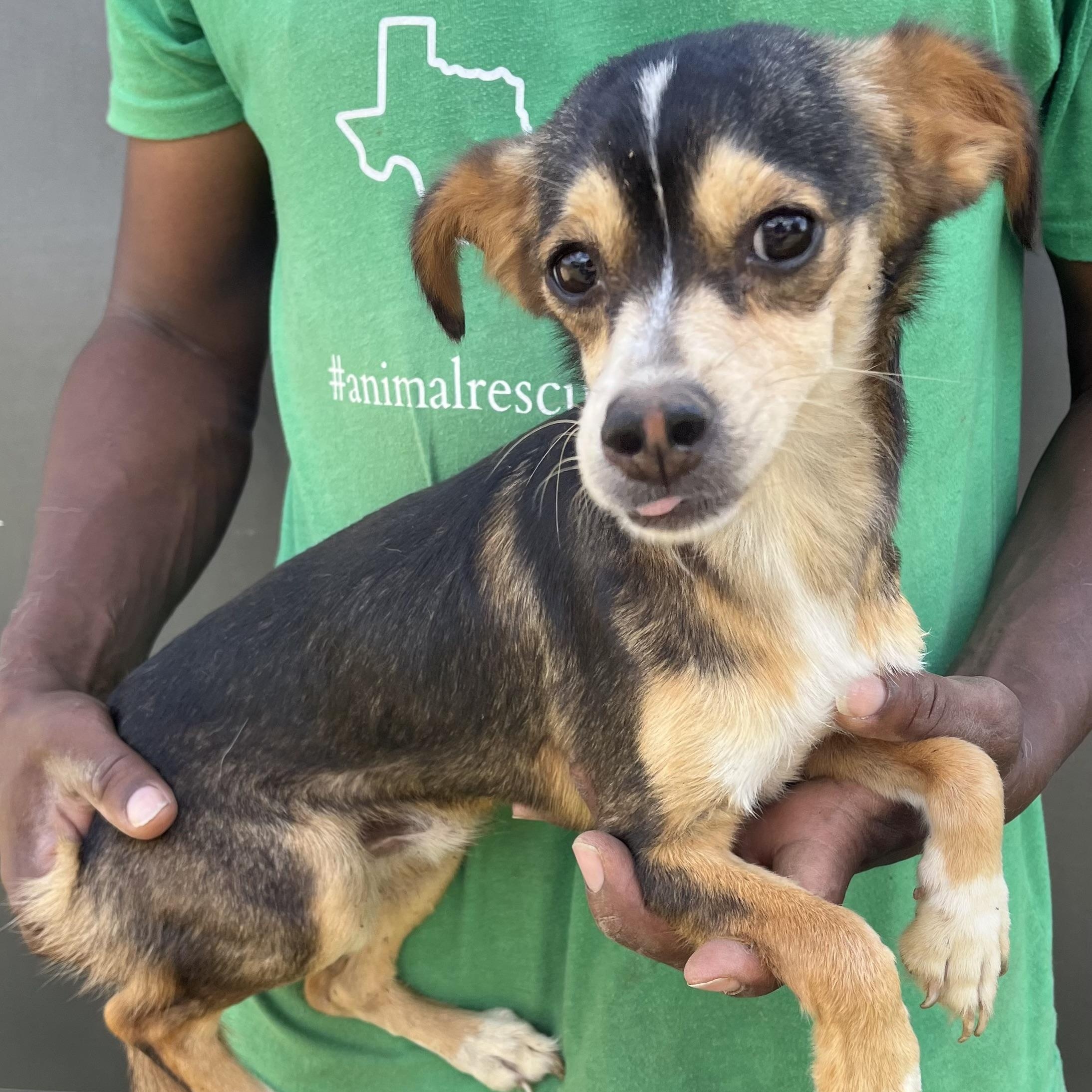 Pinto - Local Sept 26-28