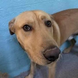 Enlarge Magnum, a ADOPTABLE mixed breed in Flagstaff, AZ image 1/1