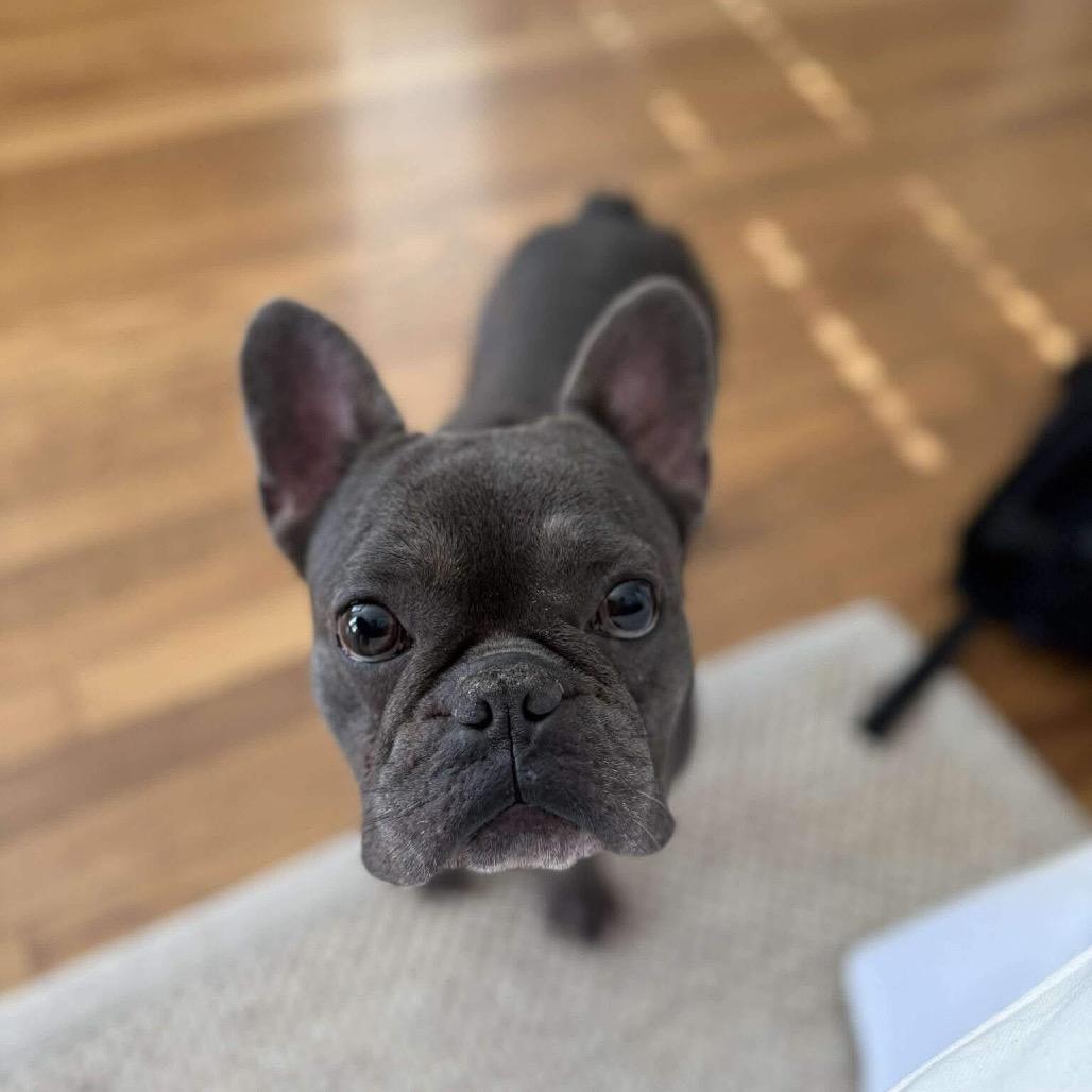 Toboggan, Adoptable, Adult Male French Bulldog.