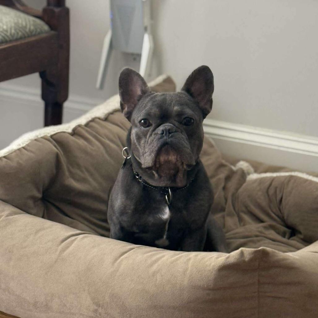 Enlarge Toboggan, a Adoptable mixed breed in Pearland, TX image 2/6