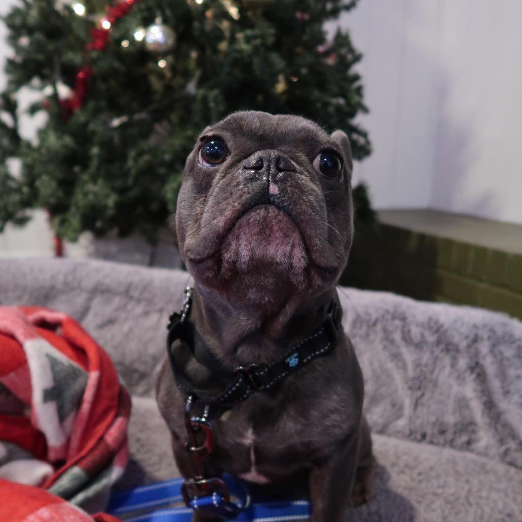 Toboggan thumbnail 3