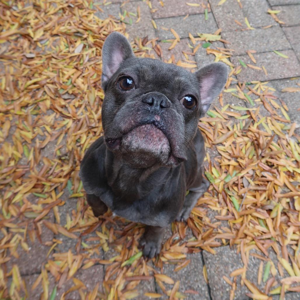 Toboggan thumbnail 4