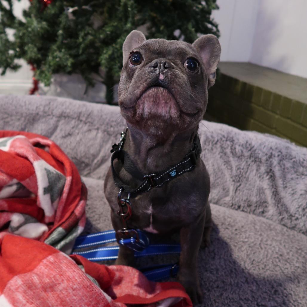 Toboggan thumbnail 5