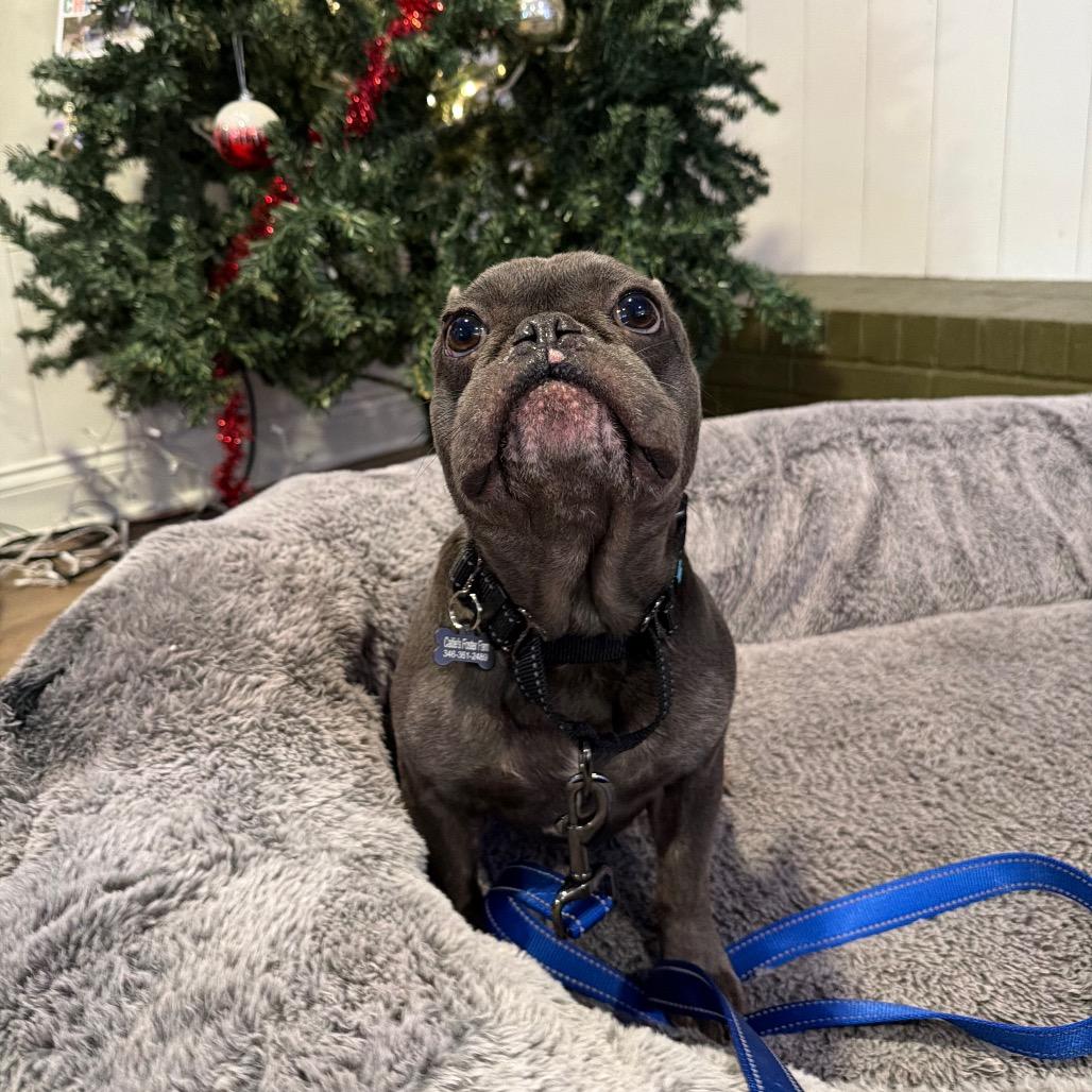 Toboggan thumbnail 6