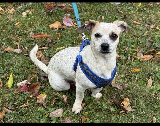 Freckles, a Adoptable Mixed Breed in Rochester , NY image 1/6