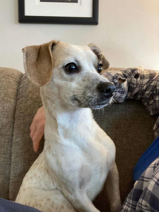 Freckles, a Adoptable Mixed Breed in Rochester , NY image 2/6