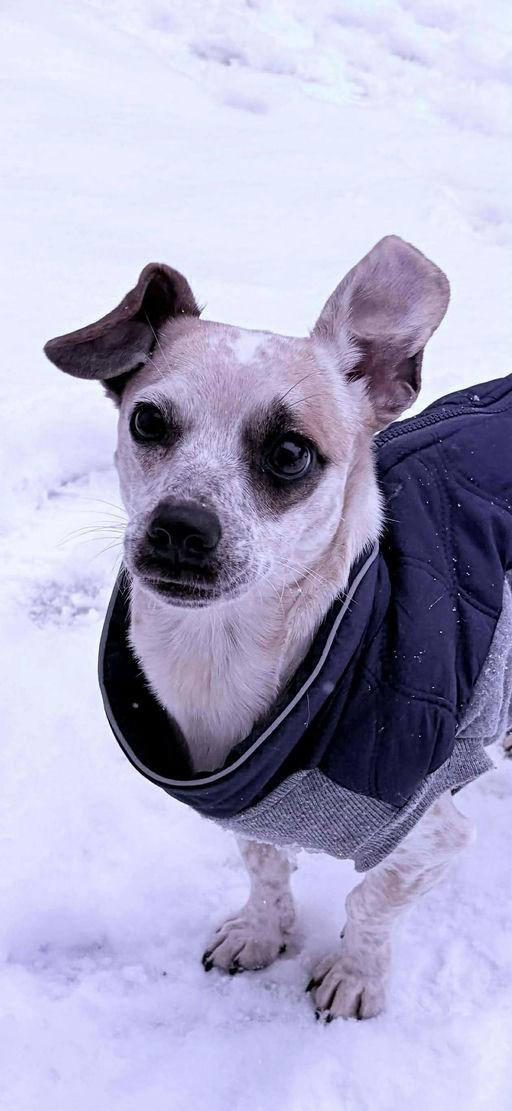 Freckles, a Adoptable Mixed Breed in Rochester , NY image 3/6