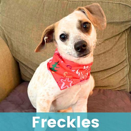 Freckles, a Adoptable Mixed Breed in Rochester , NY image 4/6