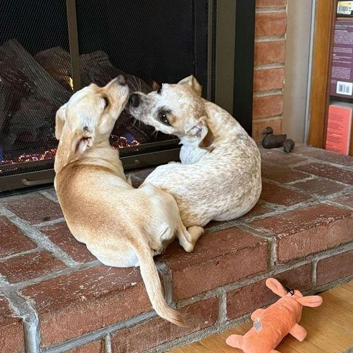 Freckles, a Adoptable Mixed Breed in Rochester , NY image 5/6