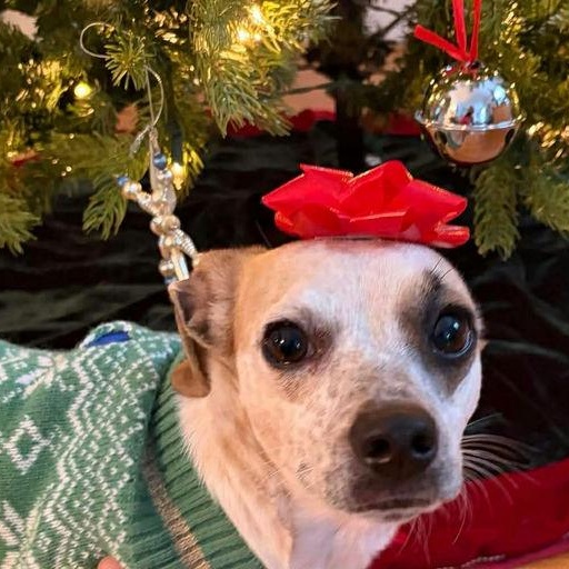 Freckles, a Adoptable Mixed Breed in Rochester , NY image 6/6