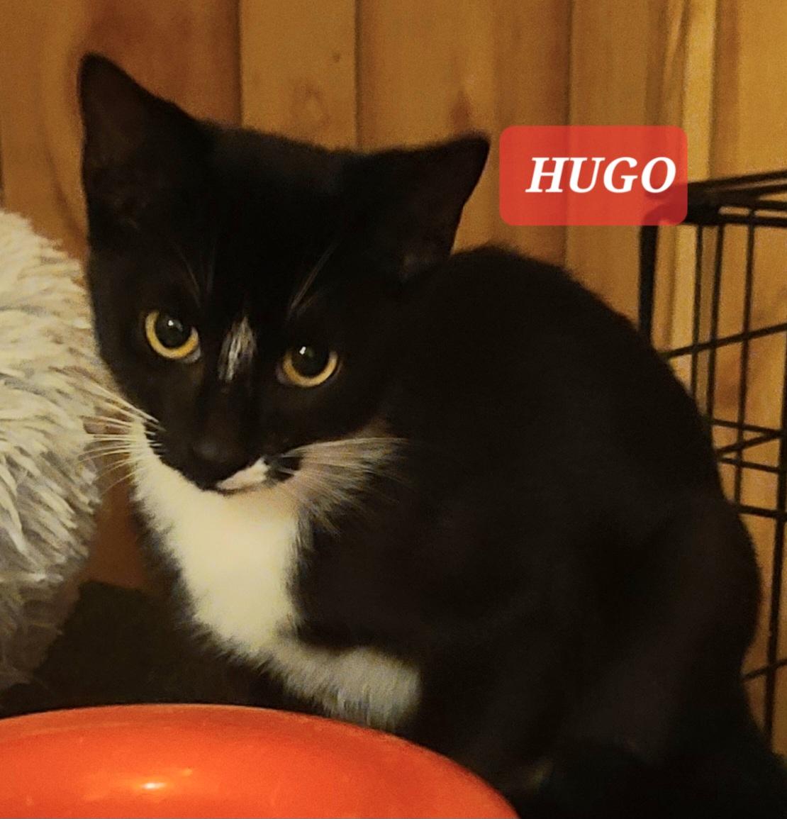 Hugo