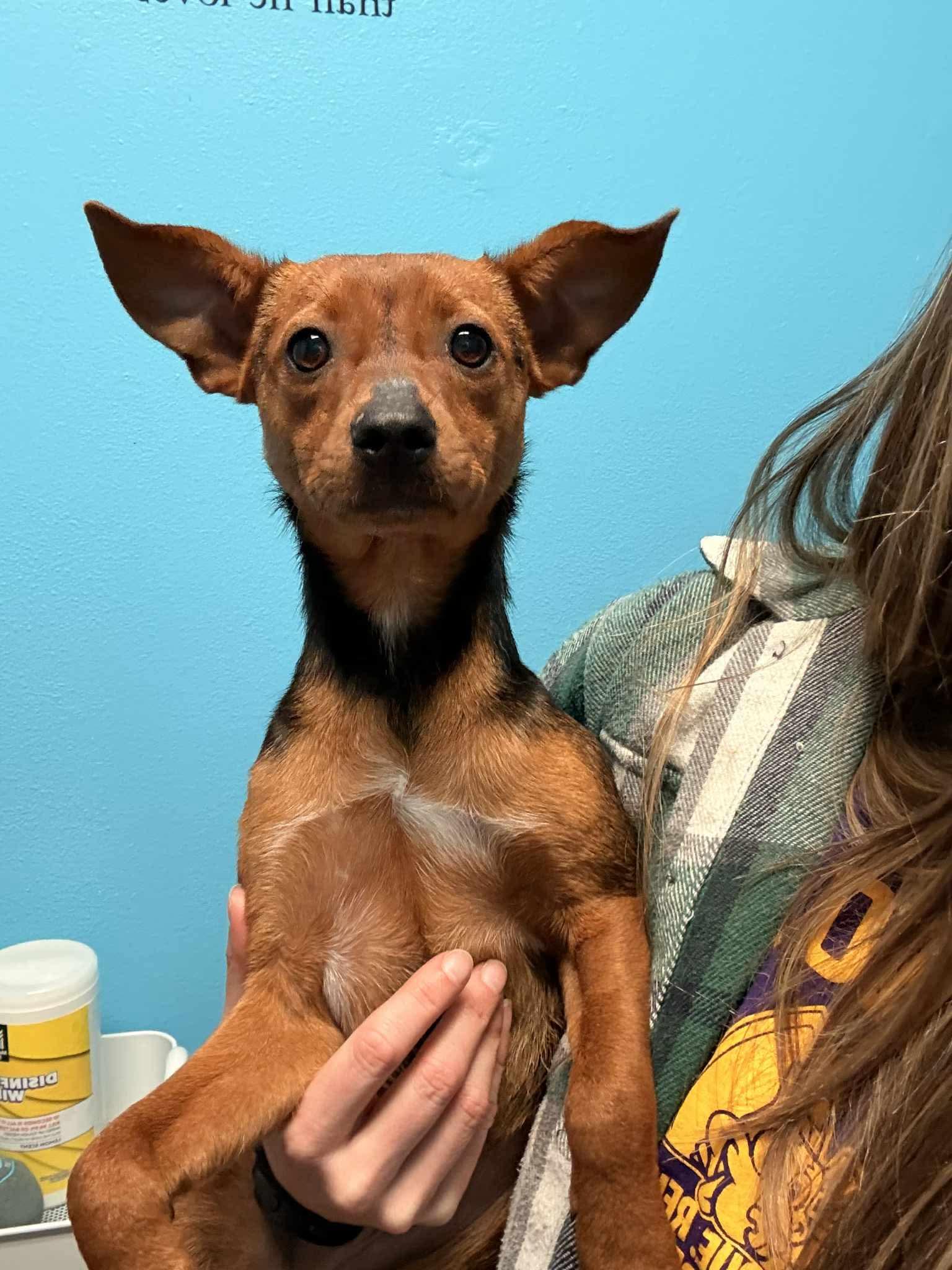 Lexie and Lou, ADOPTABLE, Young Female Chihuahua.