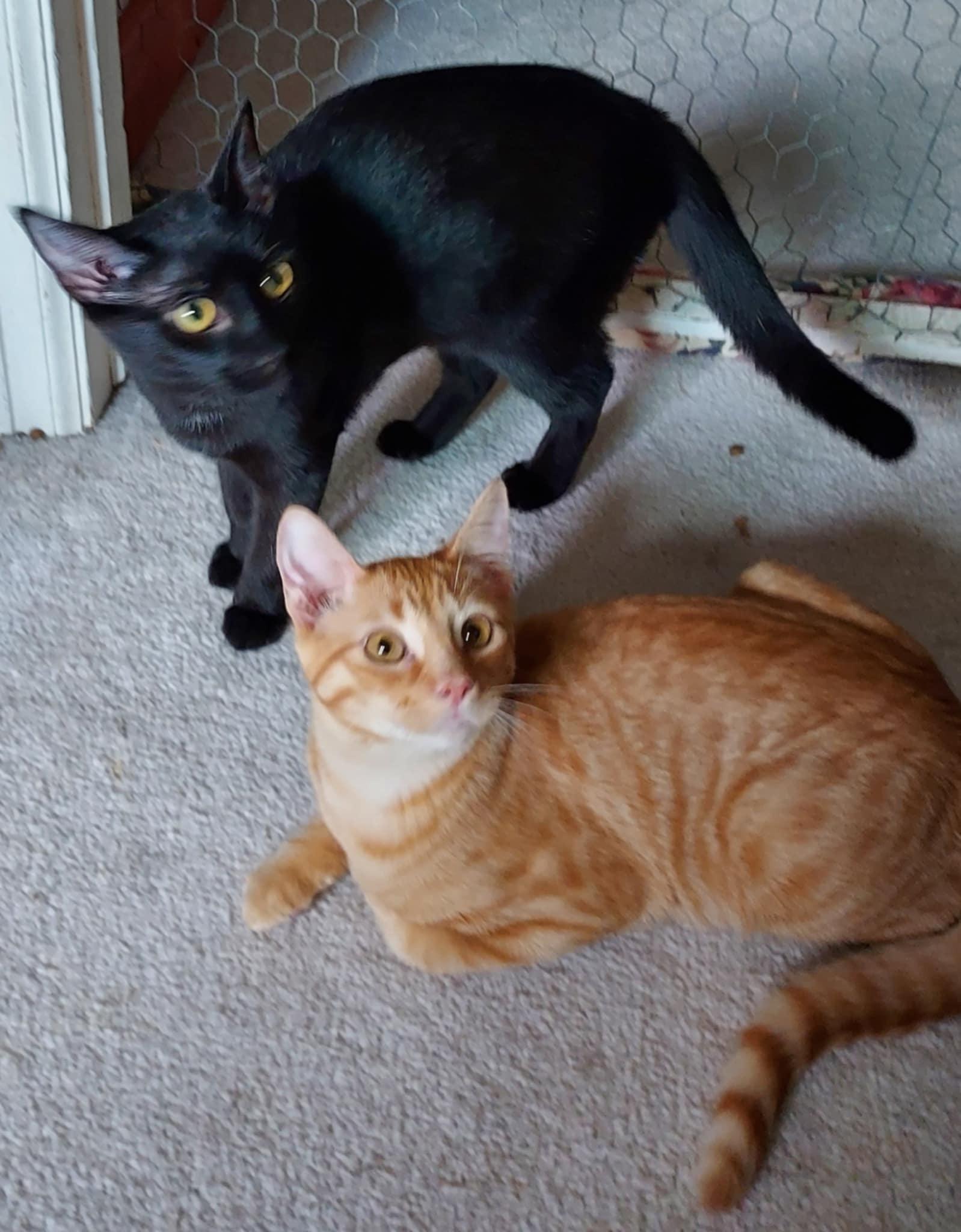 Chenille (bonded to Charmeuse)