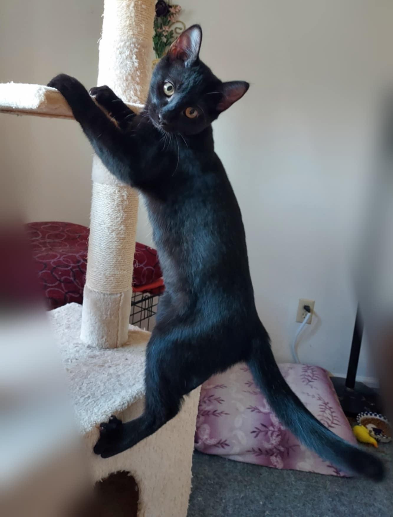 Chenille (bonded to Charmeuse), an adoptable Domestic Short Hair in Colorado Springs, CO, 80918 | Photo Image 1