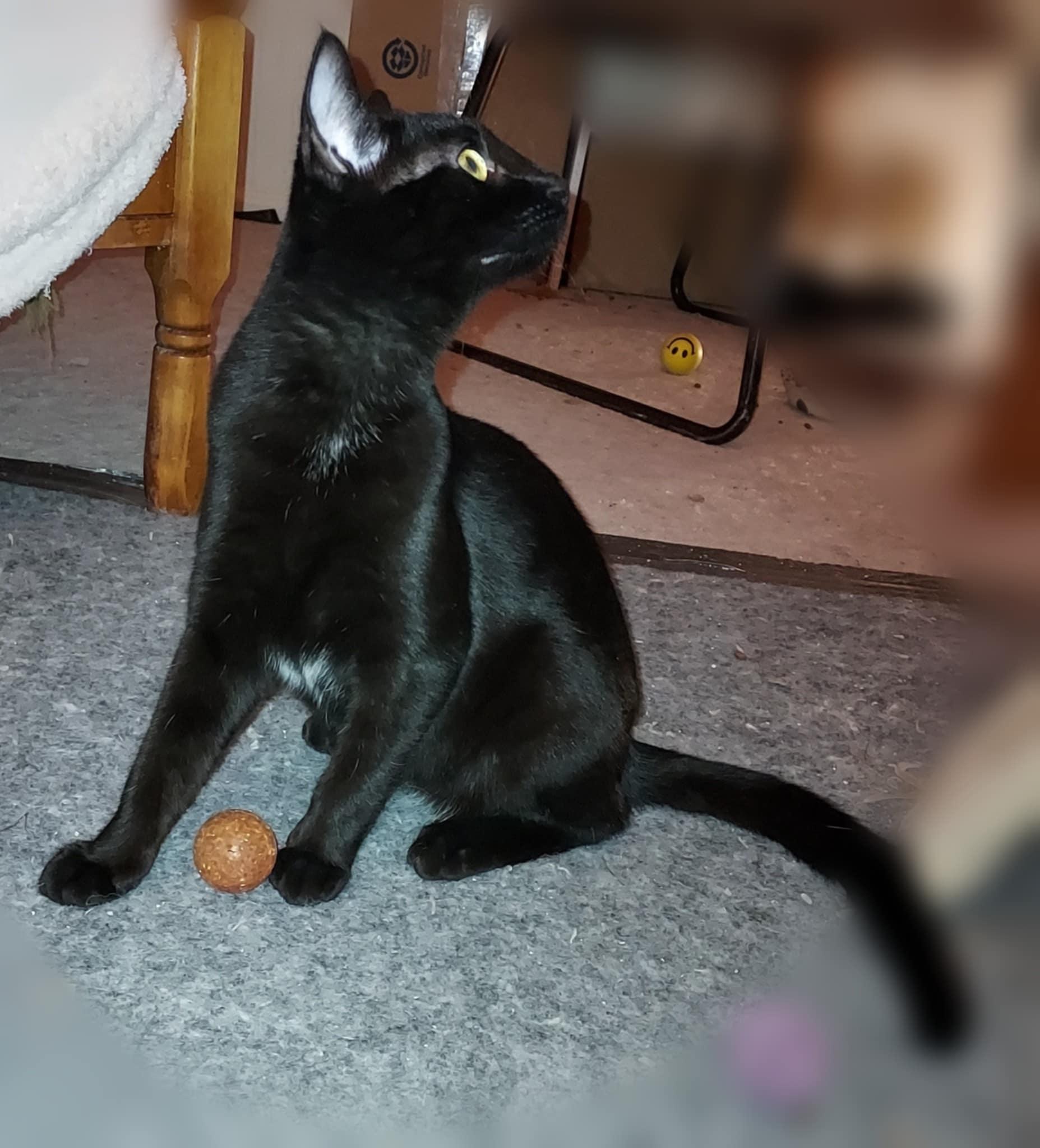 Chenille (bonded to Charmeuse)