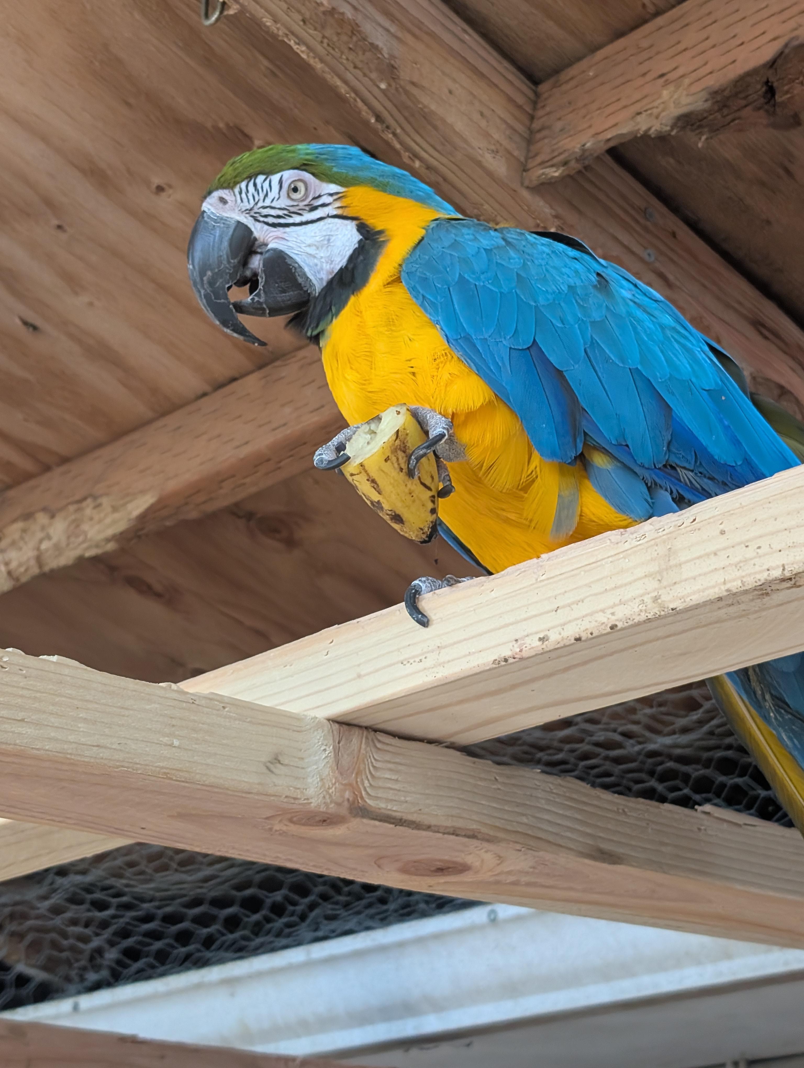 Enlarge Clydee F Blue &Gold Macaw Special Needs 4 A Man Only, an adoptable Macaw in Vancouver, WA image 3/5