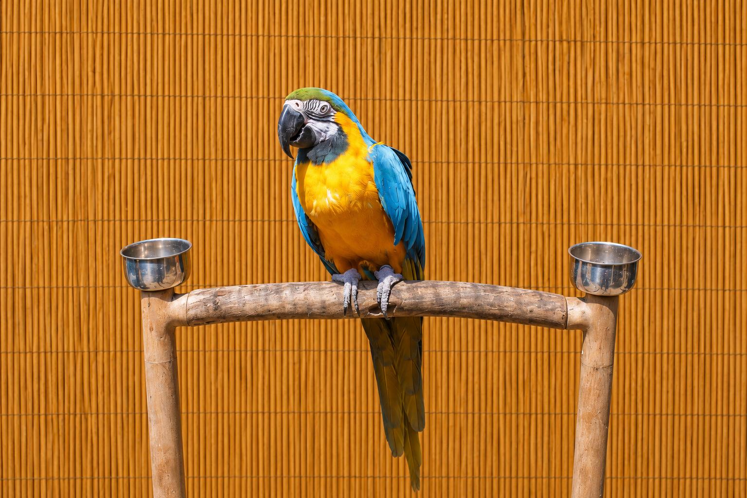Enlarge Clydee F Blue &Gold Macaw Special Needs 4 A Man Only, an adoptable Macaw in Vancouver, WA image 1/5