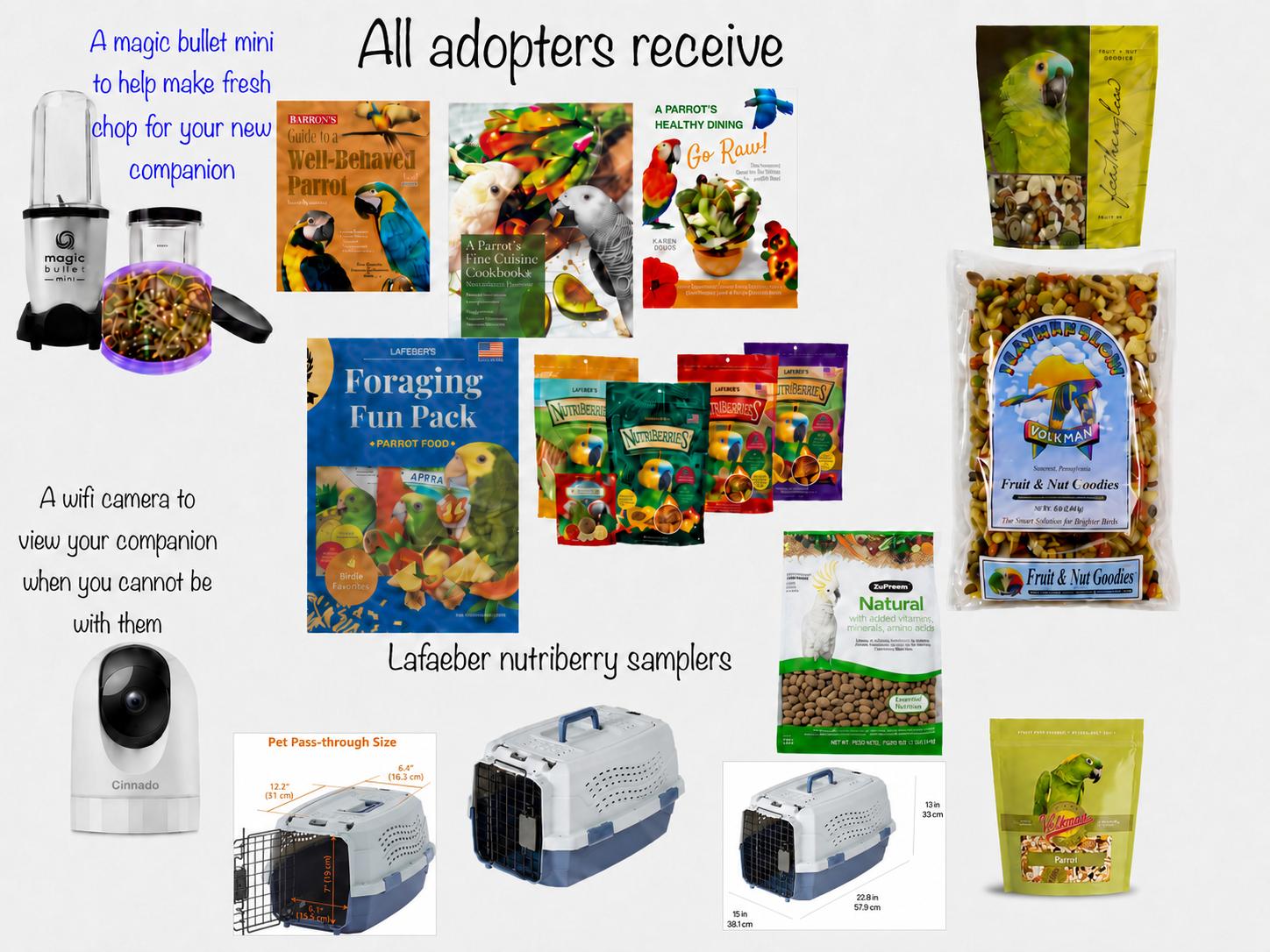 Enlarge Clydee F Blue &Gold Macaw Special Needs 4 A Man Only, an adoptable Macaw in Vancouver, WA image 5/5