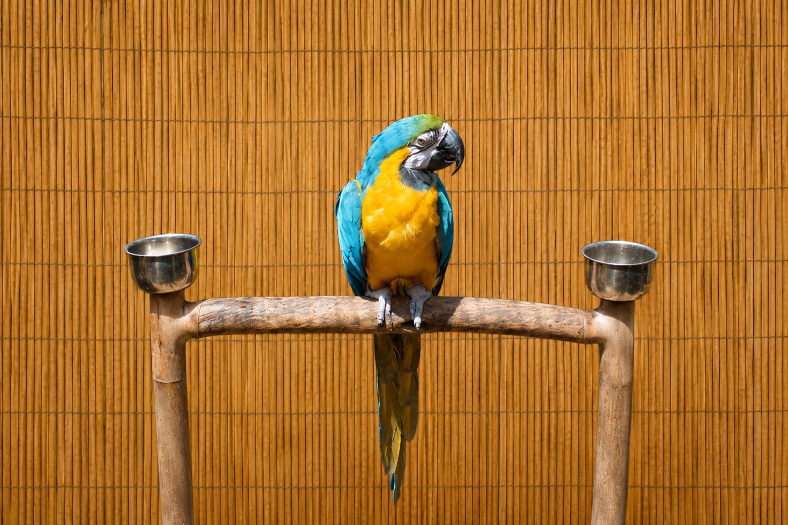 Enlarge Clydee F Blue &Gold Macaw Special Needs 4 A Man Only, an adoptable Macaw in Vancouver, WA image 2/5