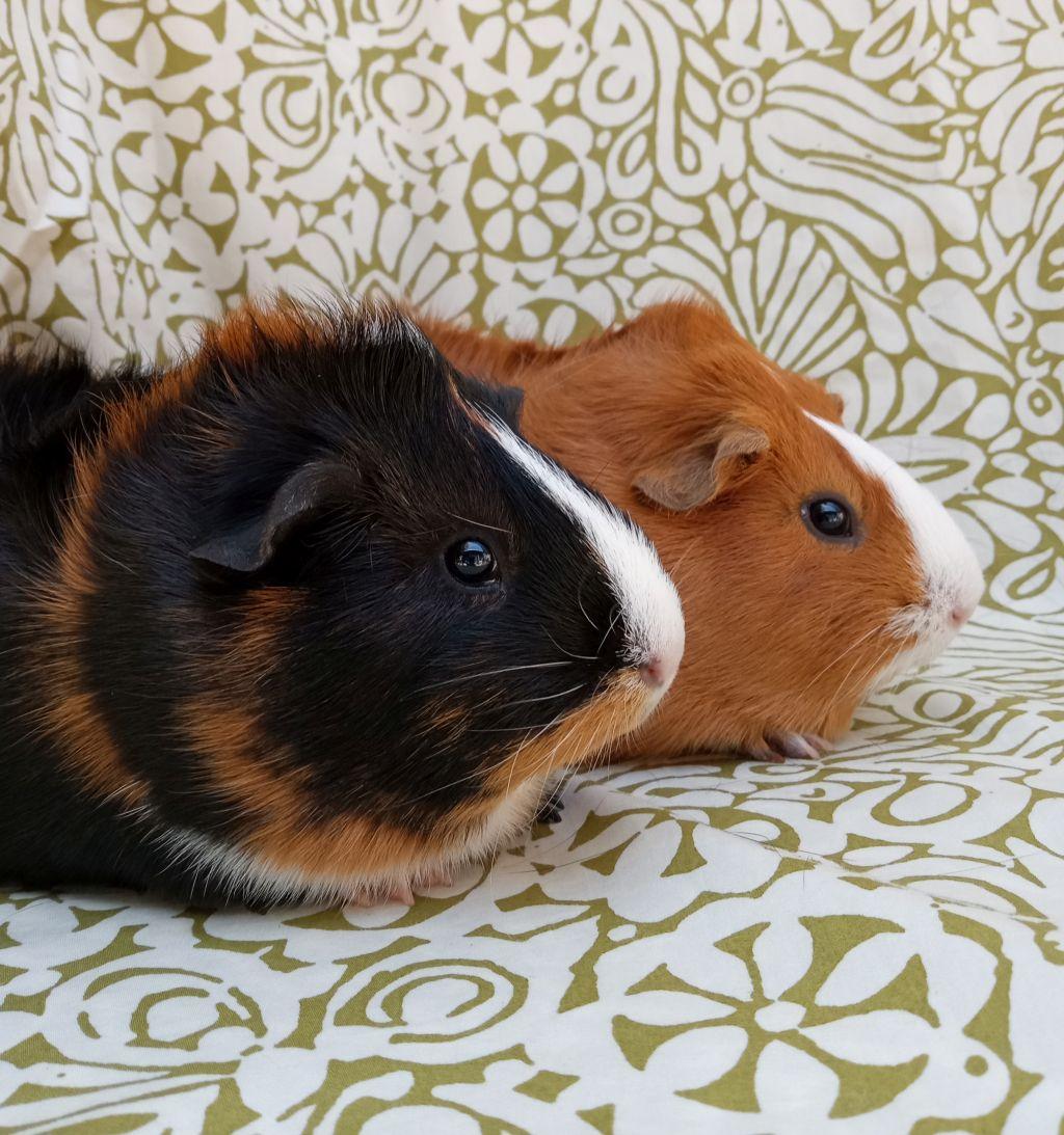 Enlarge Sweetie & Potato, a ADOPTABLE Short-Haired in Goleta, CA image 3/3