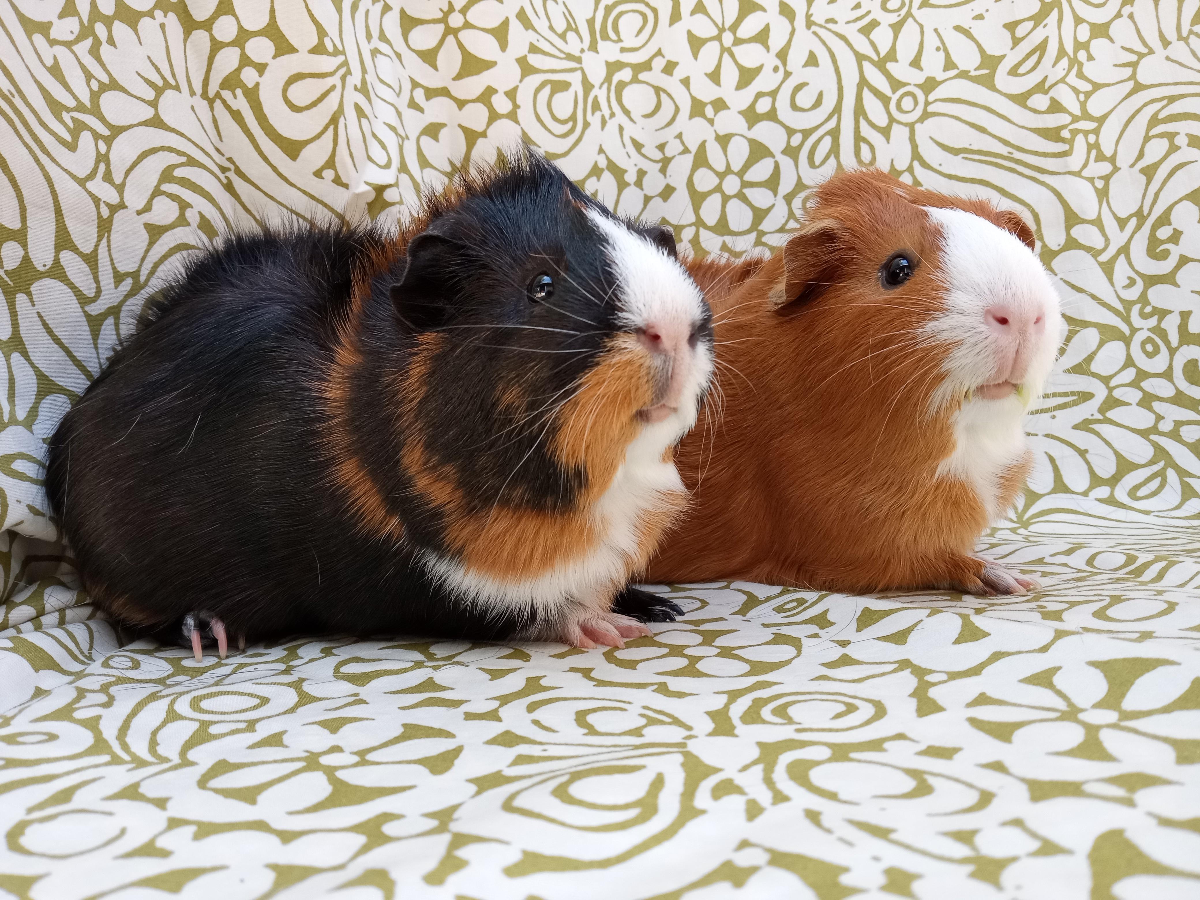 Enlarge Sweetie & Potato, a ADOPTABLE Short-Haired in Goleta, CA image 2/3