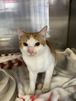 French Fry, a ADOPTABLE Domestic Short Hair in Cibolo, TX image 2/2