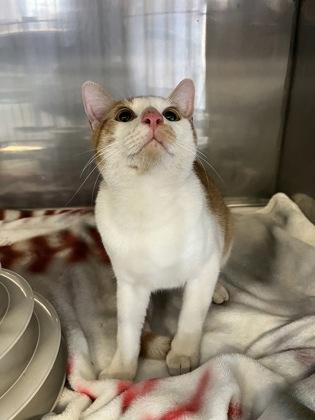 French Fry, a ADOPTABLE Domestic Short Hair in Cibolo, TX image 1/2