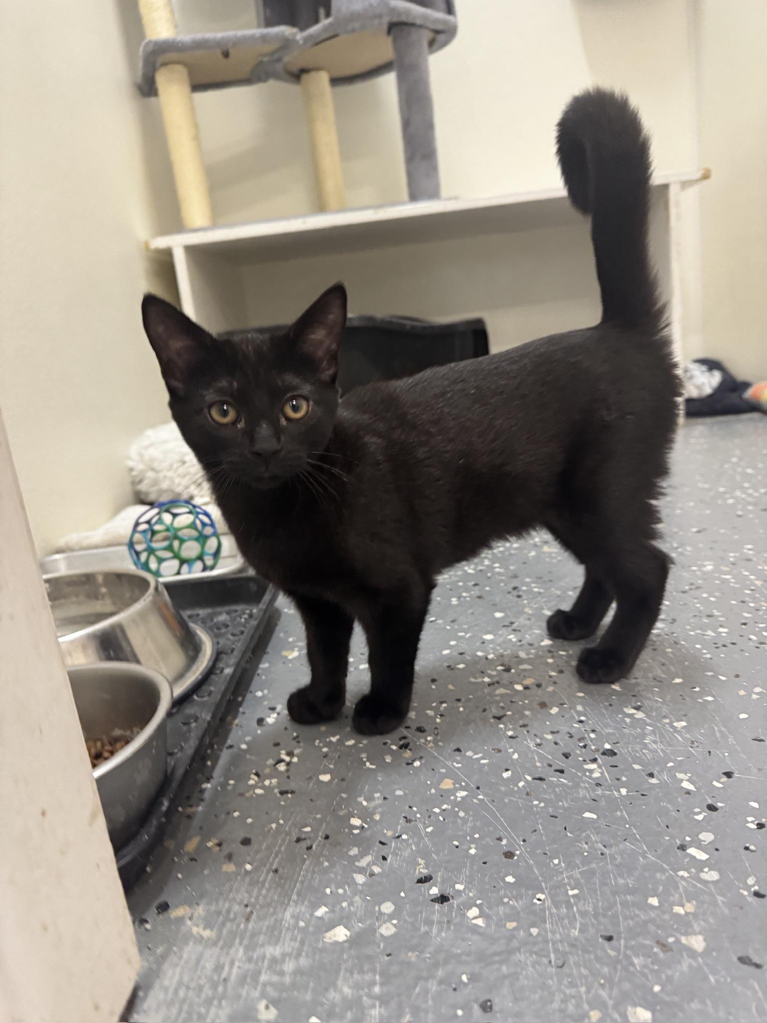 Alana, Adoptable, Young Female Domestic Short Hair.