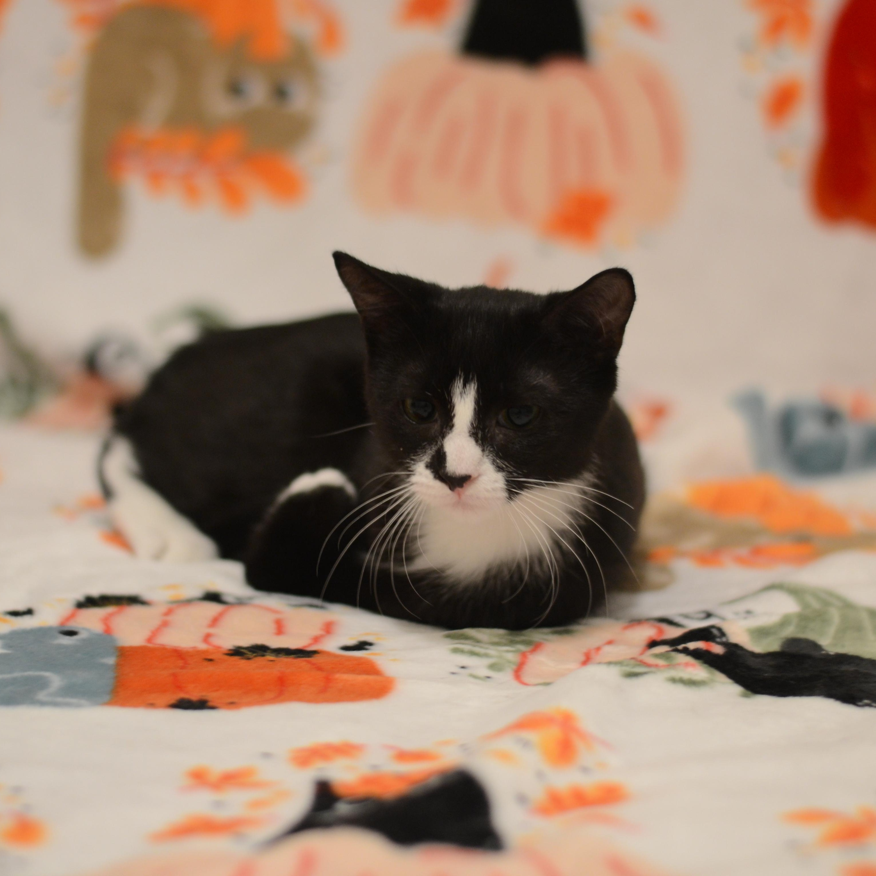 Enlarge Petrie, a Adoptable Domestic Short Hair in Manchester, MD image 2/3